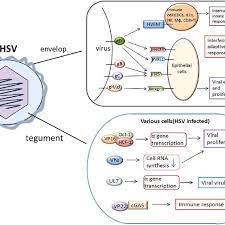 After this time, the sores will gradually heal without leaving any scars. Interactions Of Herpes Simplex Virus Hsv Surface Glycoproteins And Download Scientific Diagram