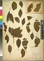 Image result for Terminalia kilimandscharica