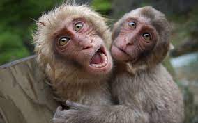 Funny Monkey Pictures Funny Monkey Pictures Monkeys Funny Monkey Pictures