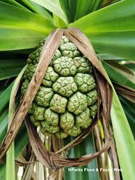 Image result for Pandanus sp. A