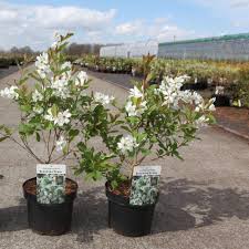 Image result for Exochorda