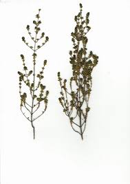 Image result for Anthospermum whyteanum