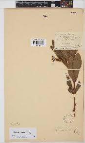 Image result for Eriosema flemingioides