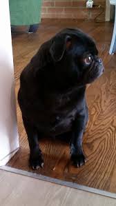 Dogs make enough of their own digestive enzymes once they are old enough to be weaned off their mother's milk. Nzymes Reviews 68 Reviews Of Nzymes Com Sitejabber