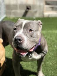 These american staffordshire terrier puppies located in california come from different cities, including, whitter, ventura, anza. American Staffordshire Terrier For Sale Pets Los Angeles Recycler Com