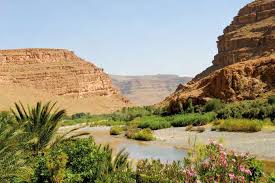 Image result for Pycreus fluminalis