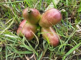 Image result for Crinum verdoorniae