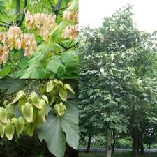 Image result for Firmiana