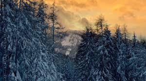 Fir trees under the snow, forest. Download Wallpaper 1920x1080 Forest Snow Winter Sunset Winter Landscape Full Hd Hdtv Fhd 1080p Hd Background