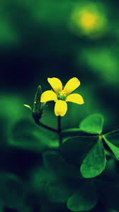 The color yellow evokes cheer, optimism, clarity and happiness. 20 Yellow Flower Phone Wallpaper Ryan Wallpaper