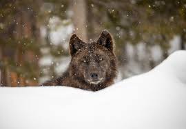 Find the perfect wolf picture from over 2,000 of the best wolf images. 115 Top U S Wolf Experts Scientists Urge Biden Administration To Restore Federal Protections For Gray Wolves Center For Biological Diversity