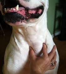 Various factors can cause this mutation to happen. Clinical Rounds Canine Thyroid Carcinoma In 4 Year Old American Bulldog