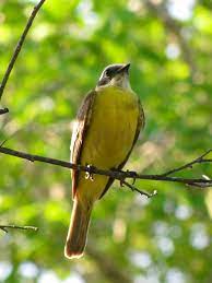 Pin En Birds