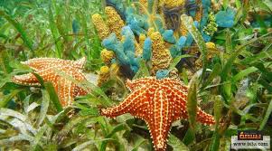 جسمه عبارة عن قرص يحتوي على مجموعة من الصفائح الصلبة، يقع. ÙƒÙŠÙ ÙŠØ¹ÙŠØ´ Ø­ÙŠÙˆØ§Ù† Ù†Ø¬Ù… Ø§Ù„Ø¨Ø­Ø± ÙˆÙƒÙŠÙ ÙŠØªÙƒØ§Ø«Ø± ÙˆÙ…Ø§ Ø£Ù†ÙˆØ§Ø¹Ù‡ ÙˆÙ‡Ù„ Ù‡Ùˆ Ø³Ø§Ù… ØªØ³Ø¹Ø©