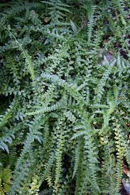 Image result for Microglossa densiflora