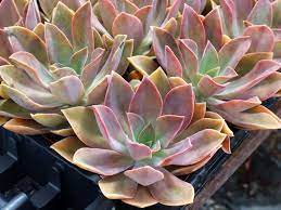 Maybe you would like to learn more about one of these? Graptoveria Fred Ives World Of Succulents