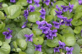 La primula è senza dubbio uno dei primi fiori nomi di fiori e piante. Viola Botanica Wikipedia
