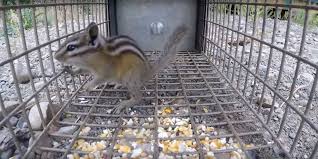 To make this chipmunk repellent, start by pureeing the garlic and hot peppers while mixing the water and liquid soap separately. How To Easily Get Rid Of Chipmunks From Your Yard Or Garden