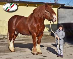 The belgian draft horse is one of the horse breeds featured in red dead redemption 2 and red dead online. 11 Belgian Draft Horse Ideas Belgian Draft Horse Big Horses Draft Horses