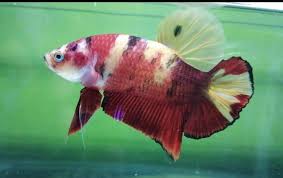 Pin On Plakat Betta Fish Type