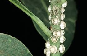 Résultat de recherche d'images pour "scale insects"
