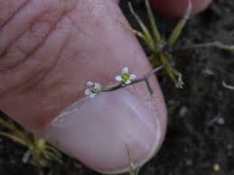 Image result for Subularia