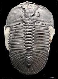 The thorax consists of from two to 61 segments, usually being constant in a species (most trilobites have between six and 15 segments in their thorax). American Museum Of Natural History Welcome To Trilobite Tuesday The Middle Cambrian Age Wheeler Formation Of Millard County Utah Is One Of The Most Prolific Trilobite Repositories In The World Tens Of