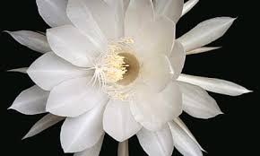 Image result for Oxypetalum