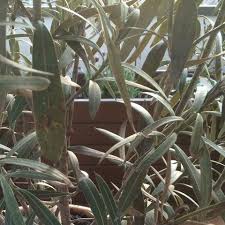 Learn more about oleander uses, effectiveness, possible side effects, interactions, dosage, user ratings and products that contain oleander. Lebt Die Noch Pflanze Wasser Pflanzen Sommer