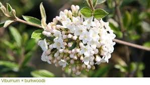 Common lilac flowers in late springs. Gardening Features From Crocus Co Uk Spring Flowering Shrubs