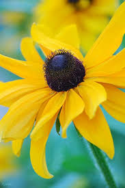 Beautiful Black And Yellow Flowers Boycotting Snow Beautiful Flowers Amazing Flowers Black Eyed Susan