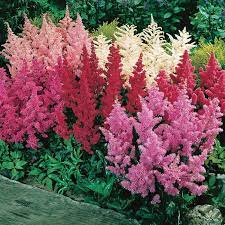 Shade Loving Astilbe Mix Shade Plants Flower Landscape Shade Flowers