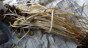 We did not find results for: Sayur Ale Sayuran Unik Yang Bikin Sedap Masakan Tuban Kang Rudi