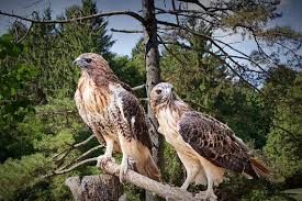 Northern Harrier Michigan Birds Of Prey Red Tailed Hawks Red Tailed Hawk Predator Birds Sacred Etsy Red Tailed Hawk Bird Photography Birds Of Prey