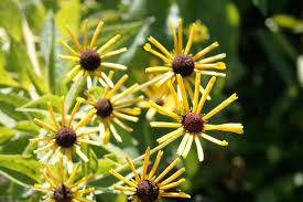 Image result for Renealmia susanneae-katziae