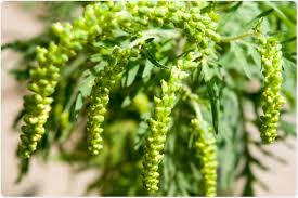 Ragweed is everywhere in our environment. Am I Allergic To Ragweed