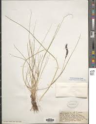 Image result for Cenchrus geniculatus