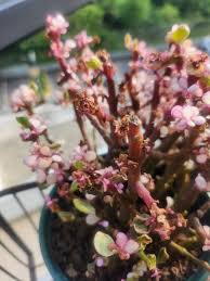 Image result for Grona afra