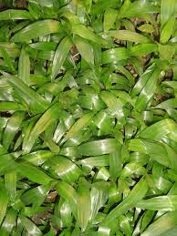 Image result for Dracaena steudneri