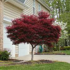 Bloodgood Japanese Maple Tree Maple Tree Landscape Landscaping Trees Bloodgood Japanese Maple