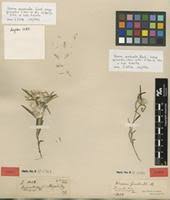 Image result for Dicoma capensis