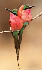 Amazing Things In The World Lovely Amazing World All About Animals Rengarenk Kuslar Kus Gozlemciligi Ve Guzel Kuslar