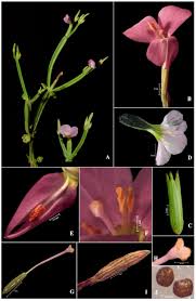 Image result for Canscora alata