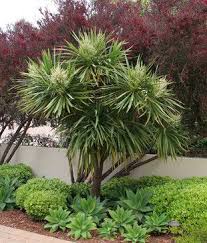 Cordyline Australis Red Leptospermum Agave Attenuata Mediterranean Landscape Jardines Jardines Tropicales Decoraciones De Jardin