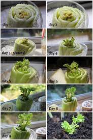 One Thousand Words Free Veggies Regrow Vegetables Growing Celery Regrow Celery