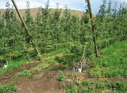 Here you'll have to settle for oranges and maybe strawberries. A Modern High Density Trellised Apple Orchard In The Yakima Fruit Download Scientific Diagram