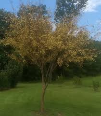 The parent tree of the allee elm is located on the university of georgia campus and is approximately 60 years old. Roots Shoots Fruits Flowers Drake Elm Wood Ashes Passion Vine