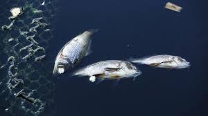 Ikan sapu jagat juga sudah terkenal sebagai ikan yang tangguh di segala kondisi air, entah itu keruh, kotor, berminyak bahkan berlumpur. Ikan Sepanjang Sungai Kampar Mati Mendadak Tribunnews Com Mobile
