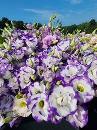 Image result for eustoma lisianthus in garden