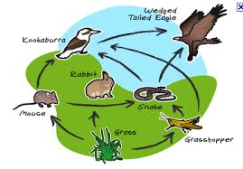 Image result for organisms and their environment
